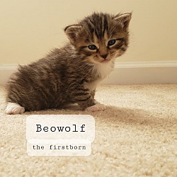 Photo of Beowolf