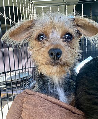 Santa Barbara CA Yorkie Yorkshire Terrier Meet Gimli A Pet For   660352869 