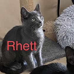 Thumbnail photo of Rhett #2