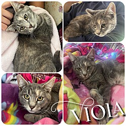 Thumbnail photo of Viola #1