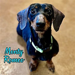 Thumbnail photo of Monty Romeo #3