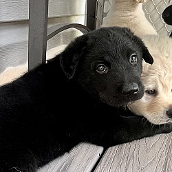 Photo of Panther - Holli’s pups