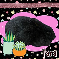 Photo of Tara