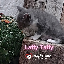 Thumbnail photo of Jelly Belly Litter:  Laffy Taffy #3