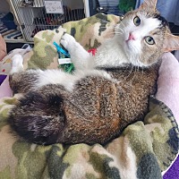 adopt a pet