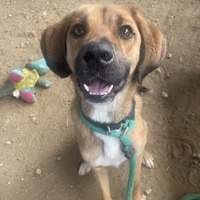 adopt a pet