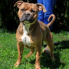 Adopt A Pet :: Tiny - Versailles, KY