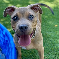 adopt a pet