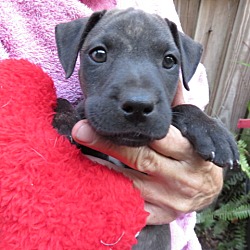 Thumbnail photo of Darcy! ADORABLE Puppy #2