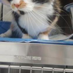 Spca Montreal In Montreal Quebec