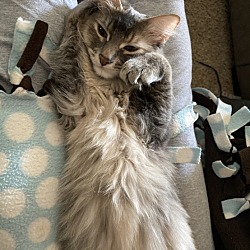 Photo of Nova