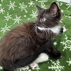 Thumbnail photo of Gideon (long fur baby kitten) #2