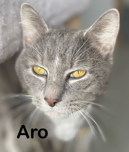 Photo of Aro