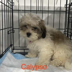 Thumbnail photo of Calypso #3