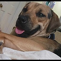 adopt a pet