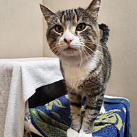 adopt a pet