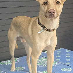 Purslane *foster needed*