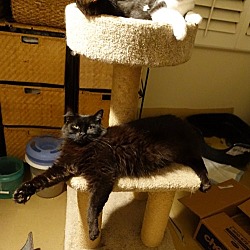 Thumbnail photo of Sweet Bella! Really Nice! Look At Her Kittens! #4