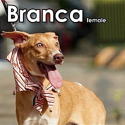 Photo of Branca from Taiwan