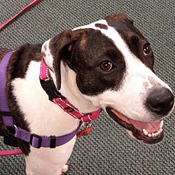 Photo of Daisy - ADOPTED