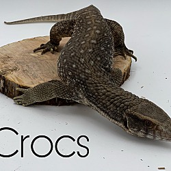 Photo of Crocs