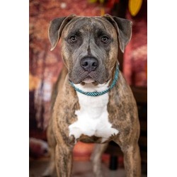 Photo of YOSHI