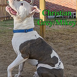 Thumbnail photo of Christian Grey/Mikey #2