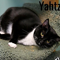 Thumbnail photo of Yahtzee #1