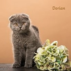 Photo of Dorian
