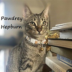 Thumbnail photo of Pawdrey Hepburn #sister-of-Lipstick #1