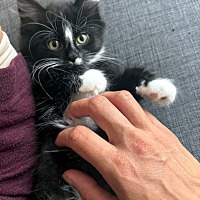 adopt-pet