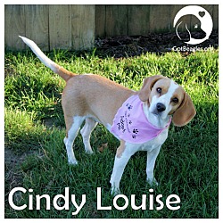 Thumbnail photo of Cindy Louise #1