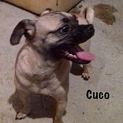 Thumbnail photo of Cuco #4