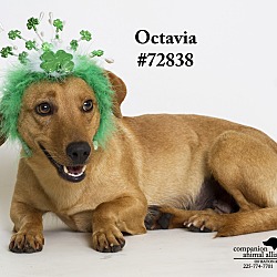 Thumbnail photo of Octavia #1