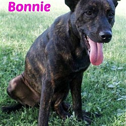Thumbnail photo of Bonnie #1