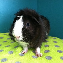 Thumbnail photo of Maggie (Spayed) #1