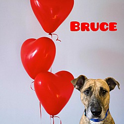 Thumbnail photo of Bruce #1