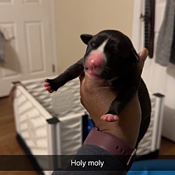 Photo of Holy Moly