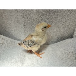 Photo of CHICK 4