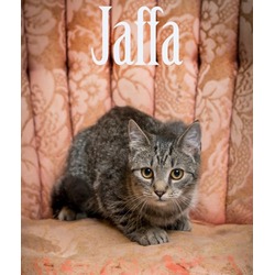 Thumbnail photo of Jaffa #1