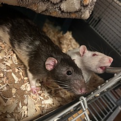 bonded pet photo