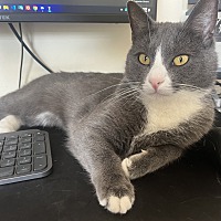 adopt a pet