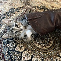 adopt a pet