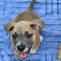 adopt a pet