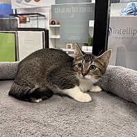 adopt a pet