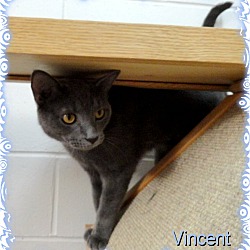 Thumbnail photo of Vincent #2