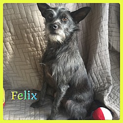 Thumbnail photo of Felix #3