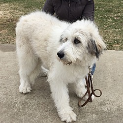 Great store pyrenees komondor