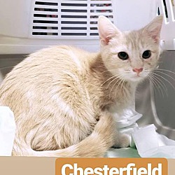 Thumbnail photo of Chesterfield #1