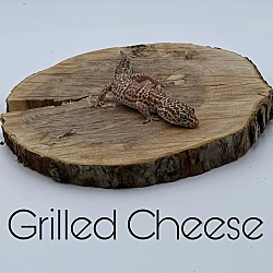 Photo of Grilled Cheese